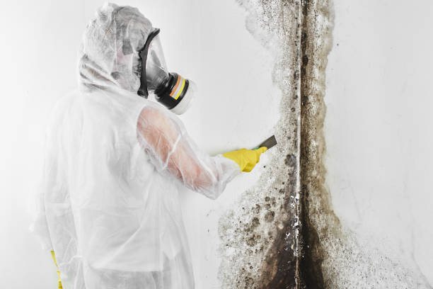Best Certified Mold Removal  in Pajaro, CA