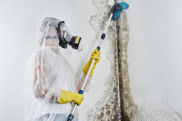 Best Residential Mold Removal  in Pajaro, CA