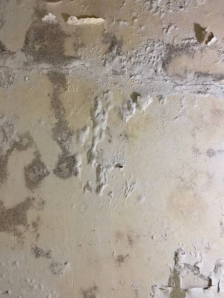 Best Mold Testing  in Pajaro, CA