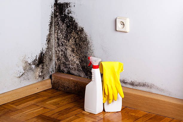 Best Toxic Mold Removal  in Pajaro, CA
