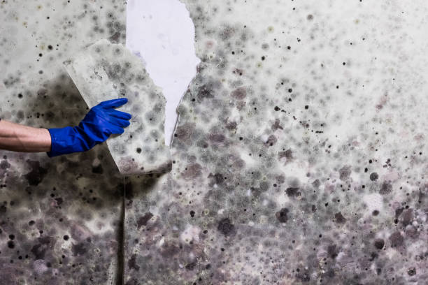 Reliable Pajaro, CA Mold Removal Solutions