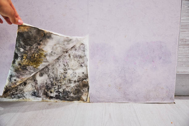 Best Local Mold Removal Service  in Pajaro, CA